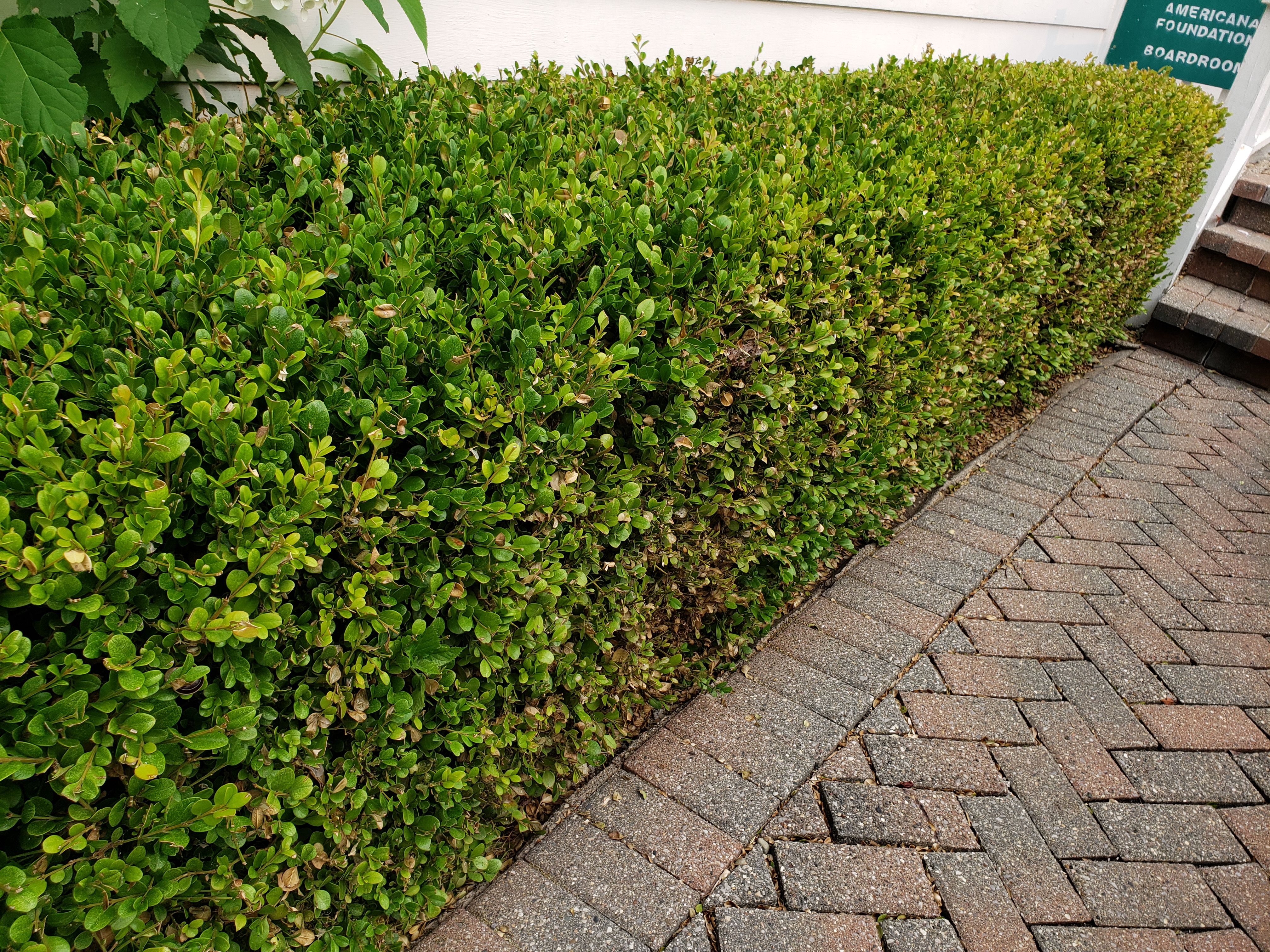 A boxwood shrub showing signs of box tree moth damage.